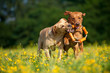 Zwei spielende Hunde in einer Blumenwiese