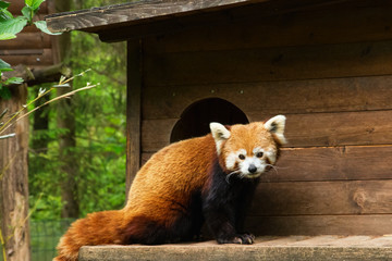 Red panda in front of a tree house