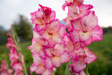 Gladiolus In Garden,close Up