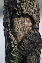 Heart Carved On Side Of Tree With Text