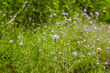 © jeremy - Wild Flowers, Beautiful All Natural Wild Growing Flowers