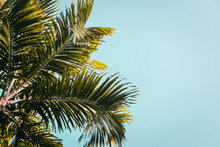 Green Palm Trees Against Clear Blue Sky. Minimal. Copyspace