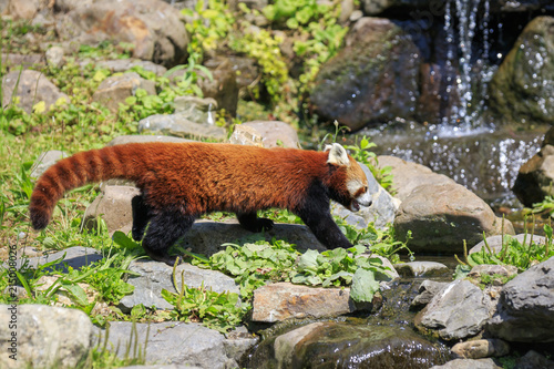 Zdjęcie XXL Mała czerwona panda, Ailurus fulgens