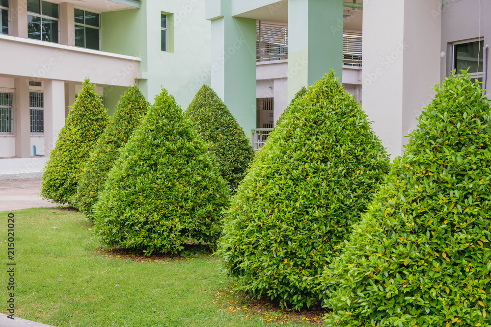 Green ornamental shrubs are rows with a building background. Stock ...