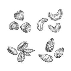 Wall Mural - nuts illustration. almond, cashew, hazelnut and pistachios abstract sketch. hand drawn vector illust