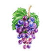 Hand drawn watercolor grapes composition, delicious green and blue purple fruits isolated on white background. Food realistic illustration.