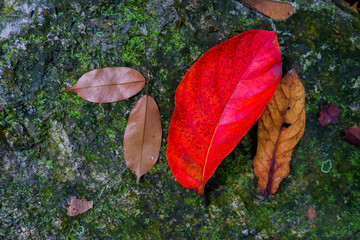 Wall Mural - autumn leaf among stone and moss textures. Fall season backgrounds