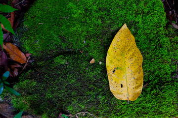 Wall Mural - autumn leaf among stone and moss textures. Fall season backgrounds