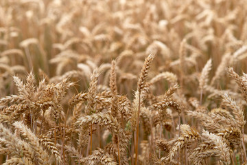 Golden wheat field. ripe wheat