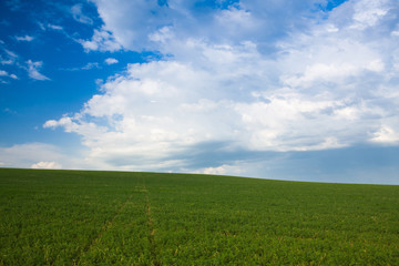 Wall Mural - On the empty meadow at sunset,Czech Republic