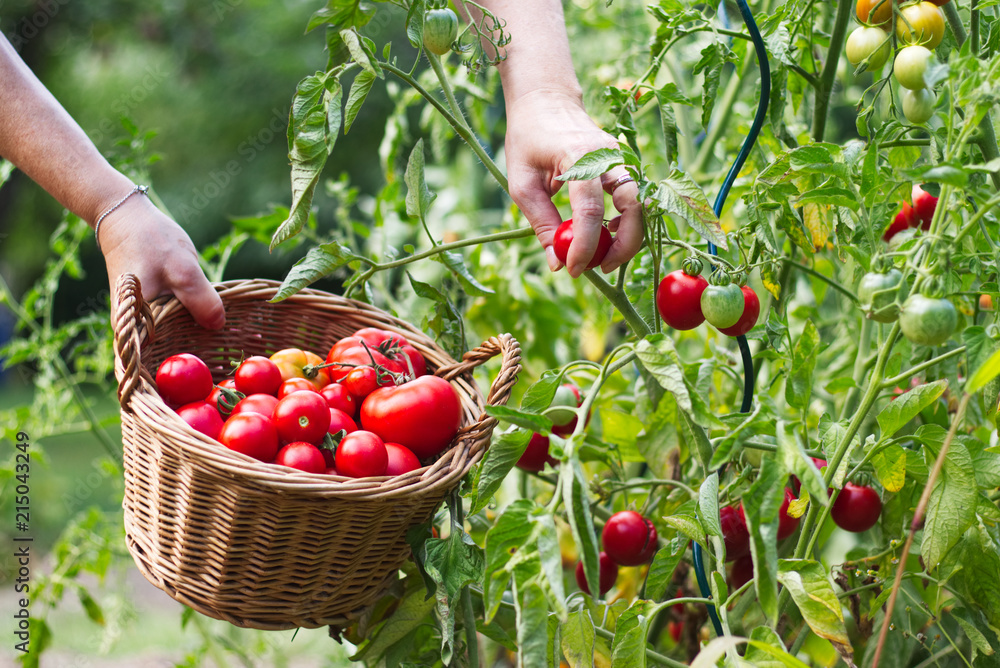 Farmer is harvesting tomatoes. Woman´s hands picking fresh tomatoes to wicker basket. Organic garden - obrazy, fototapety, plakaty 