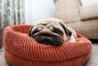 Very tired pug on the lounger