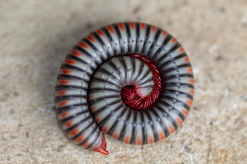 Wall Mural - Image close-up of millipede is rolling protection it self on the ground.