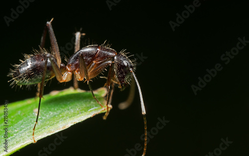 Zdjęcie XXL Makro- fotografia mrówka na Zielonym liściu Odizolowywającym na Czarnym tle z przestrzenią