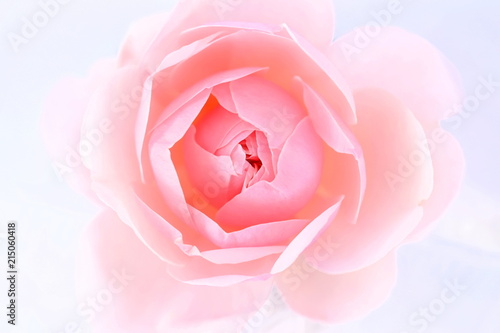 淡いピンクの薔薇の花びら 白背景 Stock Photo Adobe Stock 淡いピンクの薔薇の花びら 白背景 Stock Photo Adobe Stock