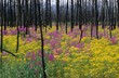 © imageBROKER - Fireweed (Epilobium angustifolium) and Ragwort (Senecio fuchsil) in a burnt down forest, Yukon, Canada, North America