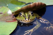 Portrait Of Frog In Lotus Pond