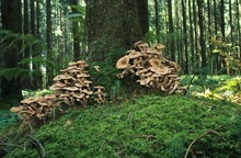 Honey Fungus (Armillaria Mellea) On A Spruce Tree, Allgaeu Region, Germany, Europe