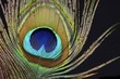 © imageBROKER - Plume of a peacock