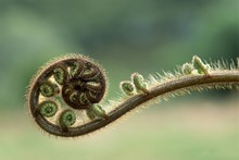 Close Up Of Young Fern Stem