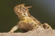 © imageBROKER - Close up of Texas horned lizard on rock
