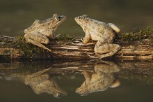 Frogs Sitting On Log In Pond