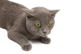 Fototapeta Koty - gray cat close-up
