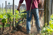 © FreeProd - Labour Vineyard with a draft horse, Saint-Emilion, France