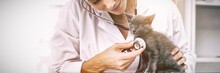 Vet Examining Kitten With Stethoscope