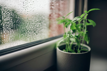 Fresh basil plan in pot on a window sill