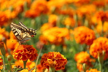 Yellow Butterfly On Flower, With Field Of Carnations On Background