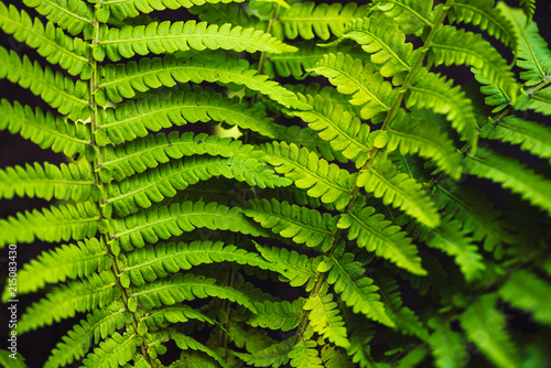 Large Green Leaves Of Fern Close Up Detailed Background