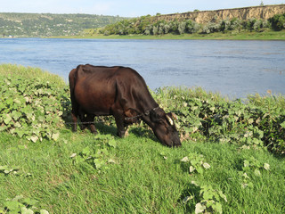 Brown cow grazing on a green meadow on a river coast. Cow in a pasture, summer rural landscape