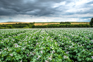 potato rows 