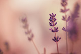 Fototapeta Lawenda - Lavendel im Fokus