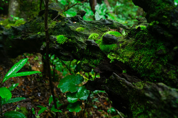 Wall Mural - Yakushima Collection