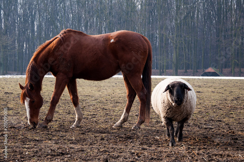 Zdjęcie XXL Końskie whit owiec