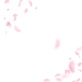 Fototapeta Mapy - Sakura petals falling down. Romantic pink flowers corner. Flying petals on white square background. 