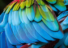 Close Up Of Parrot Feathers For Background.