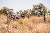 Fototapeta Sawanna - Zebra in Etosha