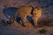 Leopard female in the night in Sabi Sands game reserve, part of the Greater Kruger Region in South Africa