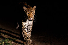 Leopard Female In The Night In Sabi Sands Game Reserve, Part Of The Greater Kruger Region In South Africa