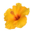 two third view of yellow hibiscus flower on white