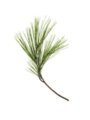 Pine Branch