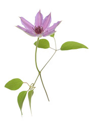 Sticker - clematis