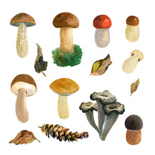 Mushrooms Watercolor Illustration 