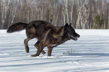 Black Phase Grey Wolf (Canis Lupus) Runs Right In Snowy Field