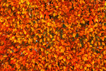 Wall Mural - Bright red and orange autumn fall leaves background. Colorful and bright wall with autumn red and orange leaves