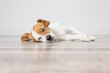 portrait of a cute small dog lying on the floor and sleeping. Feeling tired or bored. Pets indoors, home, lifestyle.