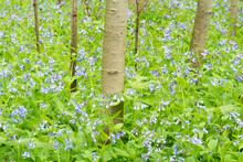 A Birch Forest Filled With Bluebell Wildflowers In Spring